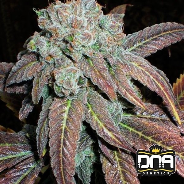 View Purple Wreck cannabis plant