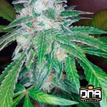 The OG 18 cannabis plant