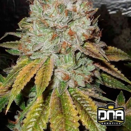 OG Kush cannabis plant