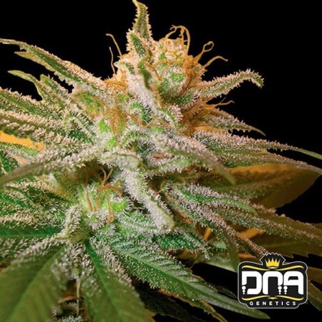 KushBerry marijuana plant
