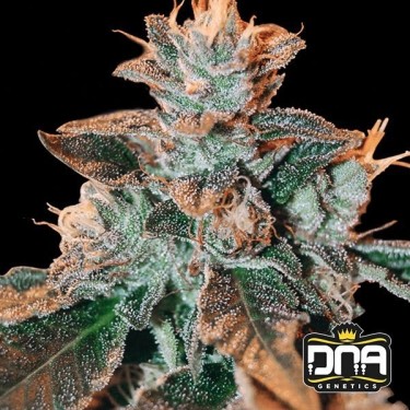 Cataract Kush cannabis plant