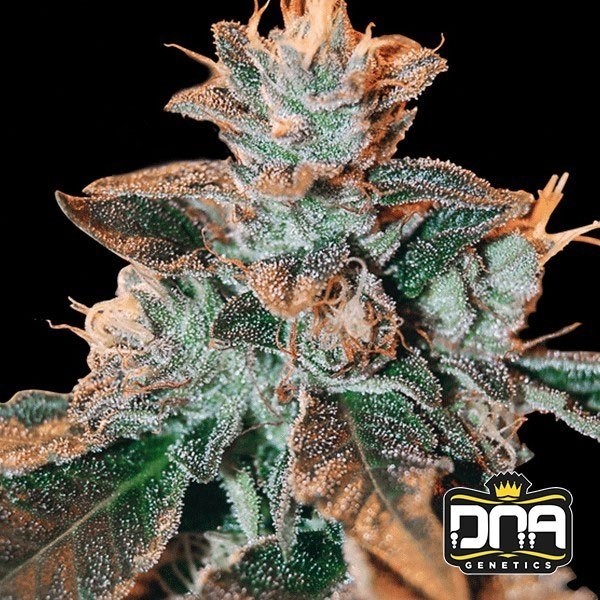 View Cataract Kush cannabis plant