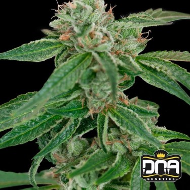 Crockett's Confidential Regular Cannabis Plant