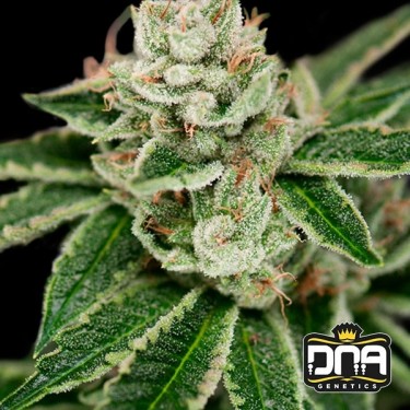 Crockett's Dawg regular Cannabis Plant