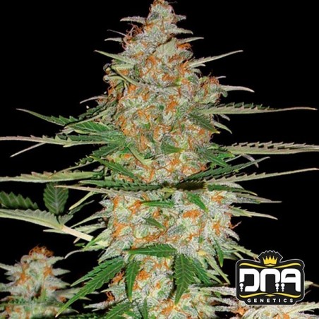 60 Day Wonder-Autoflower cannabis plant