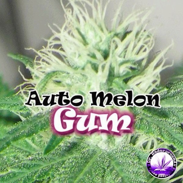 View Auto Melon Gum Cannabis Plant