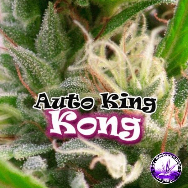 View Auto King Kong Cannabis Plant