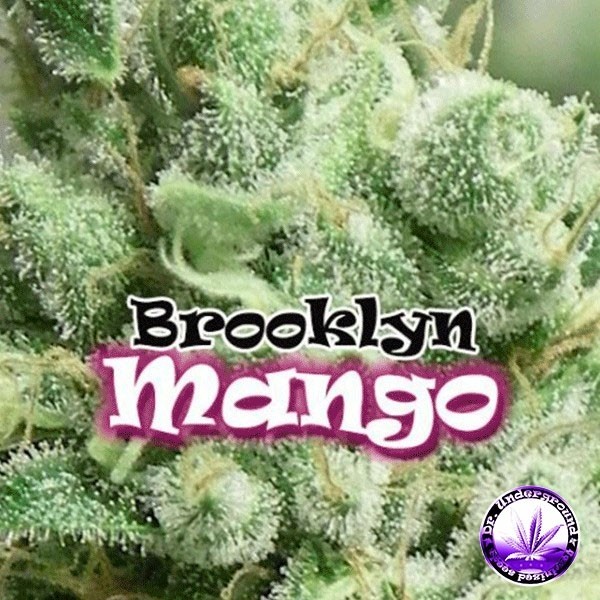 View Brooklyn Mango cannabis plant