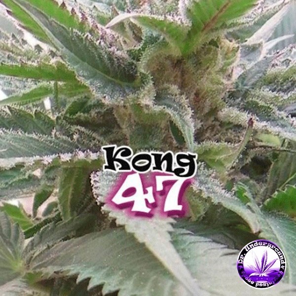 View Kong 47 cannabis plant