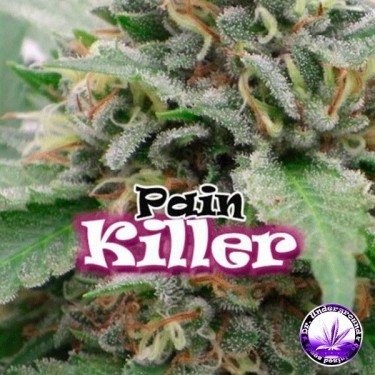 PainKiller cannabis plant