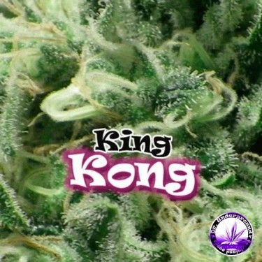 King Kong cannabis plant