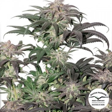 Bubba Island Kush Cannabis Plant
