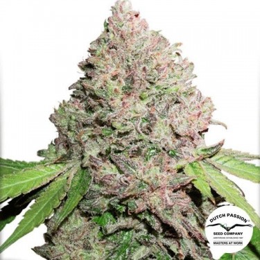 CBD Charlotte's Angel Cannabis Plant