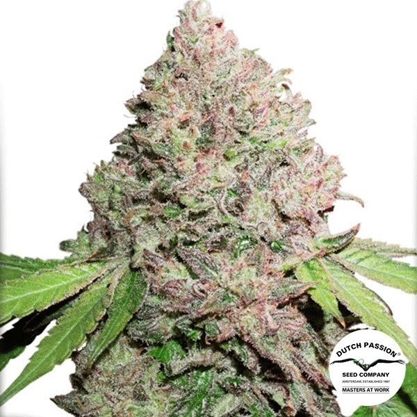 View CBD Charlotte's Angel Cannabis Plant