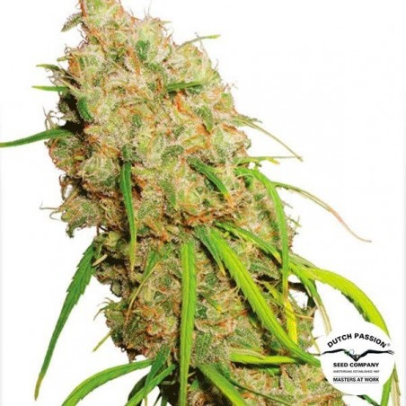 Desfrán Cannabis Plant