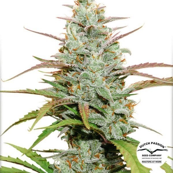 View Mokum's Tulip Marijuana Plant