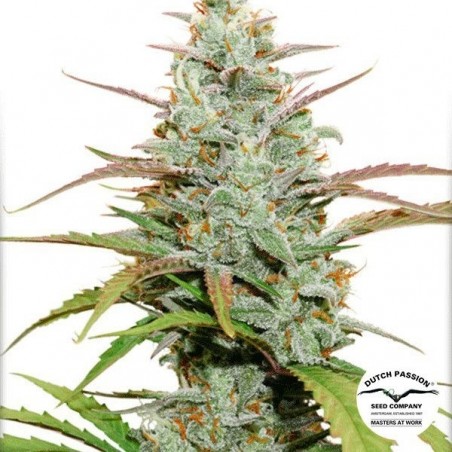 Mokum's Tulip Marijuana Plant