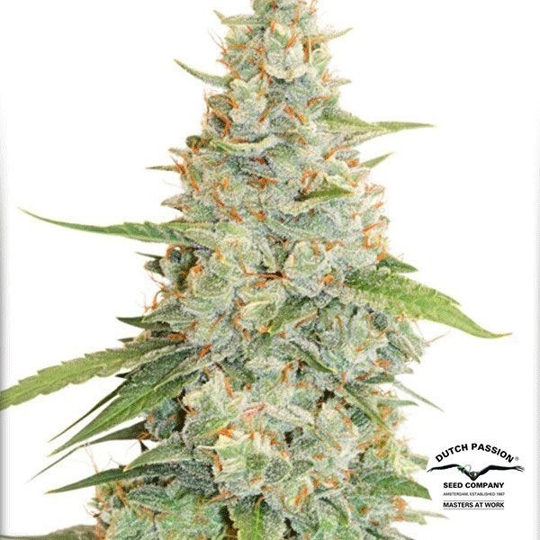 View Meringue Marijuana Plant