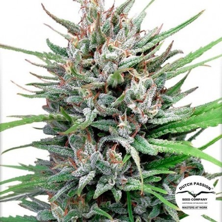 Passion 1 cannabis plant