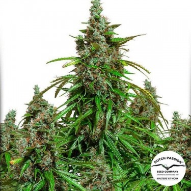 Auto Mazar cannabis plant