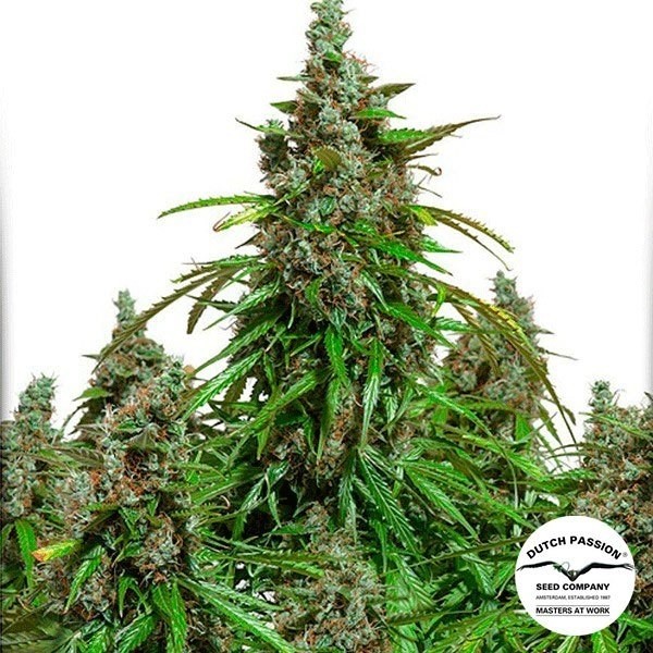 View Auto Mazar cannabis plant