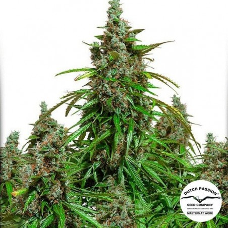 Auto Mazar cannabis plant