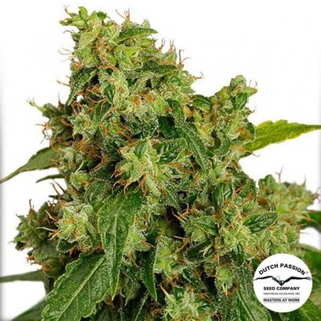 Auto Xtreme marijuana plant
