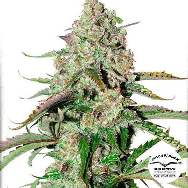 View Auto Colorado Cookies Cannabis Plant