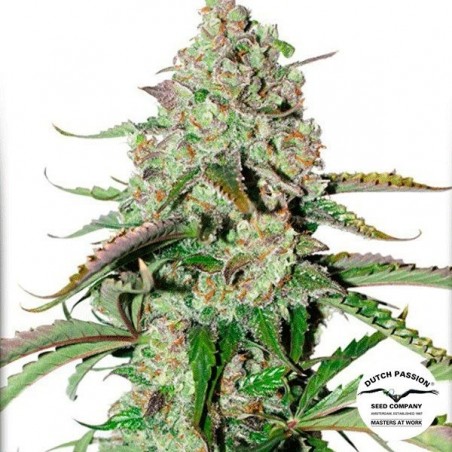 Auto Colorado Cookies Cannabis Plant