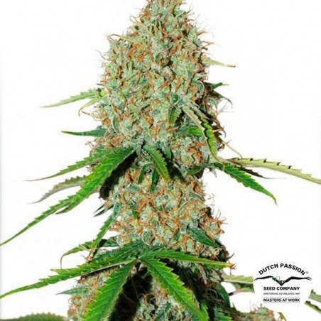 Auto Brooklyn Sunrise Cannabis Plant