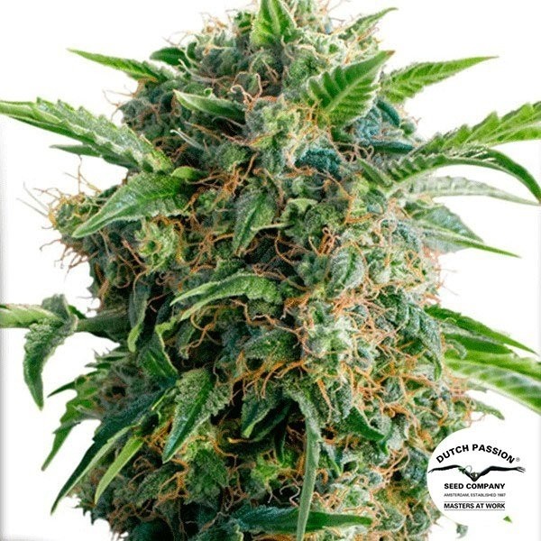 View Auto Daiquiri Lime Cannabis Plant