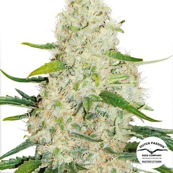 View Think Big Auto Feminized by Dutch Passion -GB