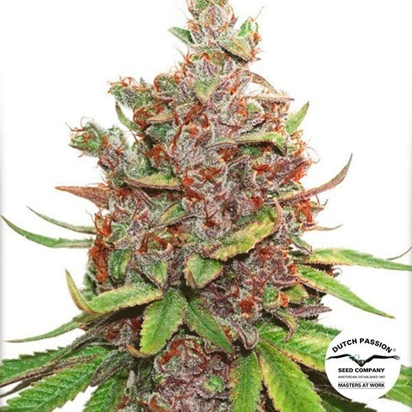 View Auto Glueberry OG Cannabis Plant