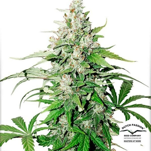 View Auto Cinderella Jack Cannabis Plant