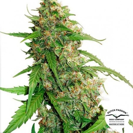Auto CBD Compassion Lime Cannabis Plant