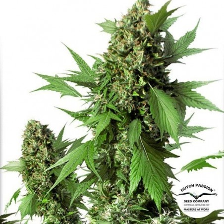 Auto Duck Cannabis Plant