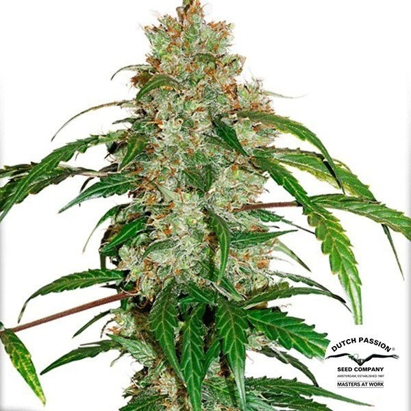View Auto CBD White Widow Cannabis Plant