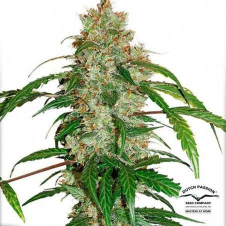 Auto CBD White Widow Cannabis Plant