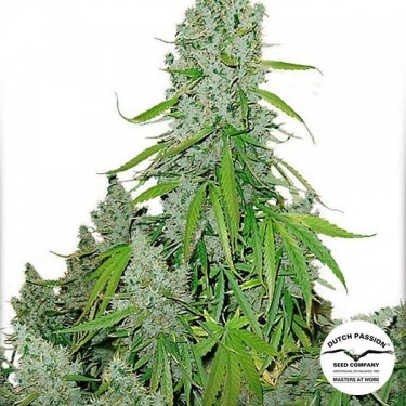 View Marijuana plant