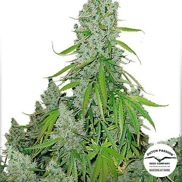 View Auto Ultimate® Cannabis Plant