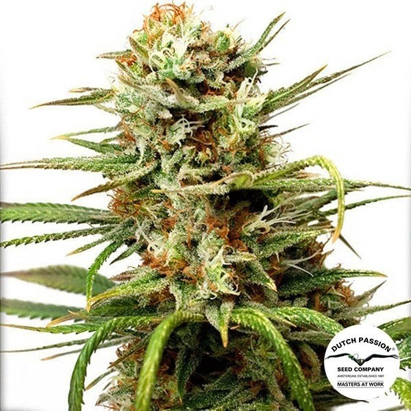 View Auto White Widow Cannabis Plant
