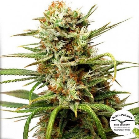 Auto White Widow Cannabis Plant