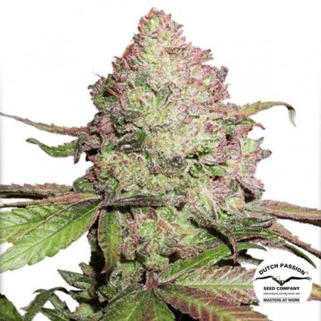 CBD Auto Charlotte's Angel Cannabis Plant