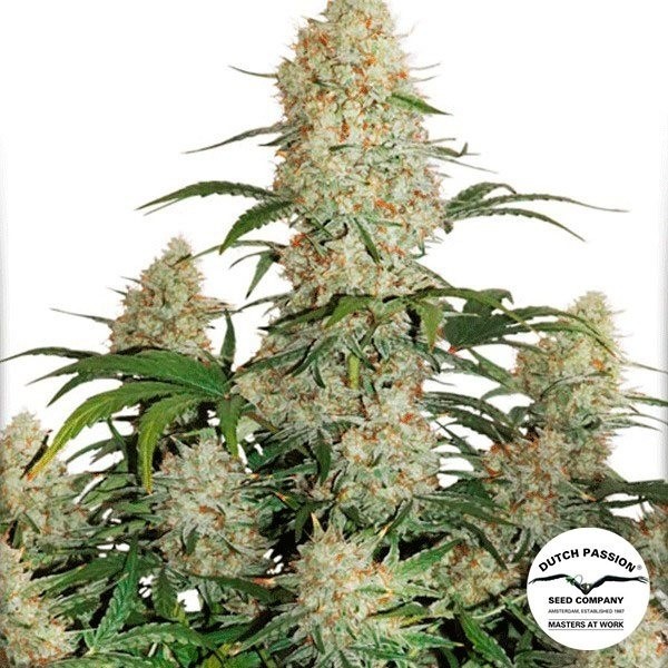View Auto Critical Orange Punch Cannabis Plant
