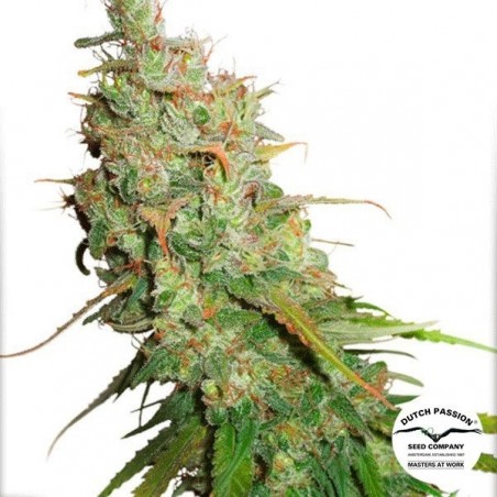 Auto Desfran Cannabis Plant