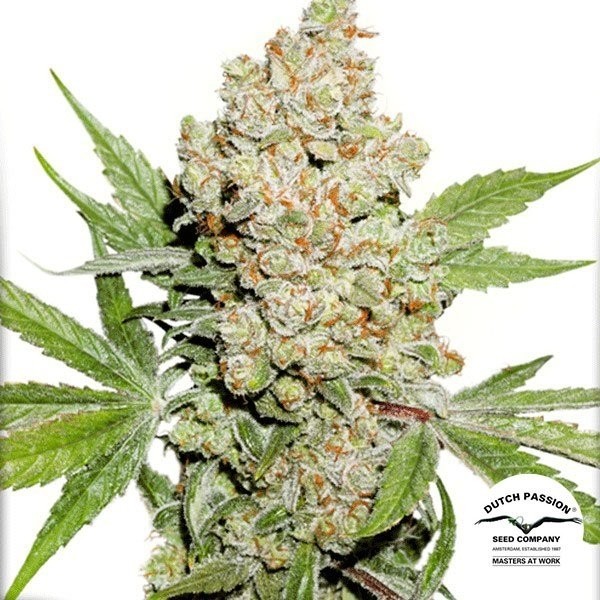 View Auto Lemon Kix Cannabis Plant
