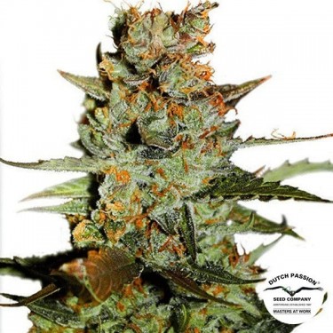 View Auto Blueberry cannabis plant