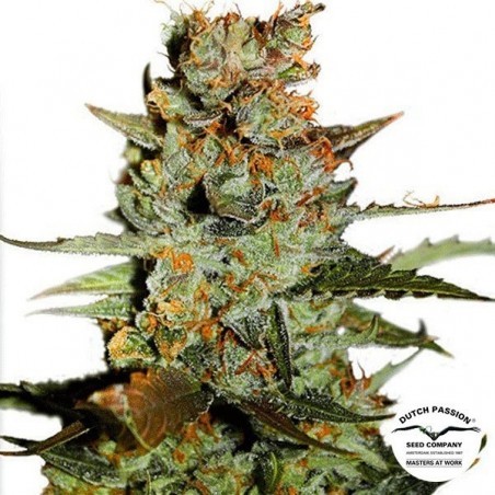 Auto Blueberry cannabis plant