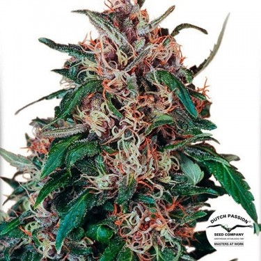 Hollands Hope ® Regular