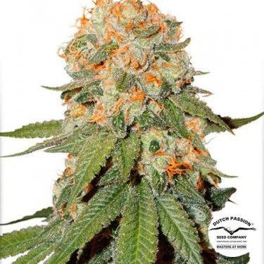 Orange Bud ® Regular cannabis plant